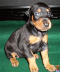 Doberman Pinscher